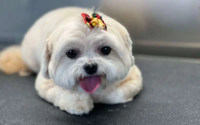 Why Regular Grooming and Training Are Essential for Your Dog’s Health and Happiness