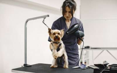 How to Help Nervous Dogs Enjoy Grooming Without Stress