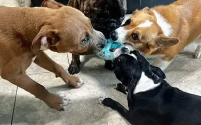 Preparing Your Dog for Their First Day at Daycare in West Palm Beach
