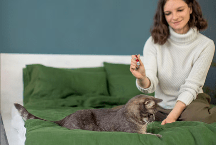 Daily Interaction & Playtime for cat