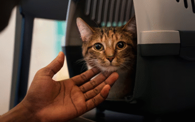 What Makes All Dogs Rock Cat Boarding in West Palm Beach a Safe Choice for Your Pet?