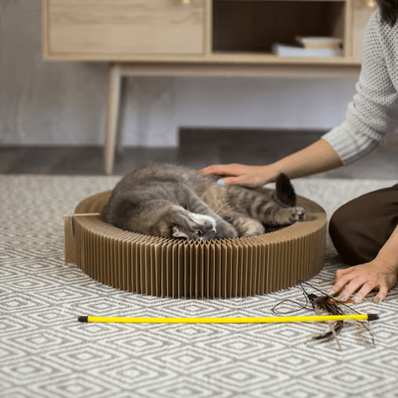 Exceptional Cat Boarding with a Personal Touch