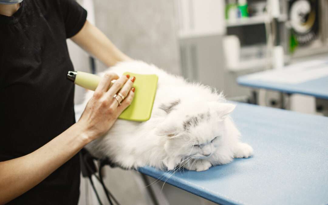 Pet hotel grooming & Spa Services.jpg