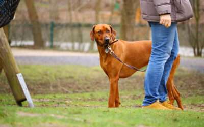 Learn Leash Training Techniques That Work Best for Lantana Dogs