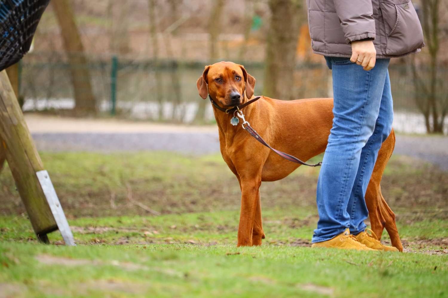 Learn Leash Training Techniques