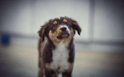 Overcome Separation Anxiety with Professional Dog Training Riviera Beach