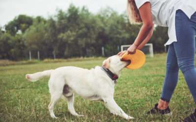 Holiday Perfection Achieved with Premium Dog Training Palm Beach Services