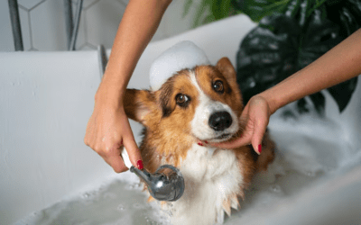 Grooming Tips for Dogs with Sensitive Skin in Palm Beach