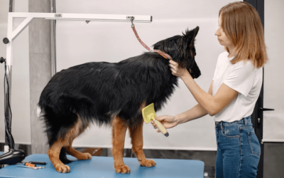 The Importance of Regular Grooming for Lake Hypoluxo Dogs