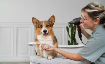 Dog Grooming Allergies Riviera Beach