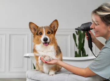 Dog Grooming Allergies Riviera Beach