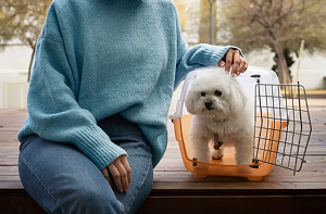 Puppy Daycare West Palm Beach