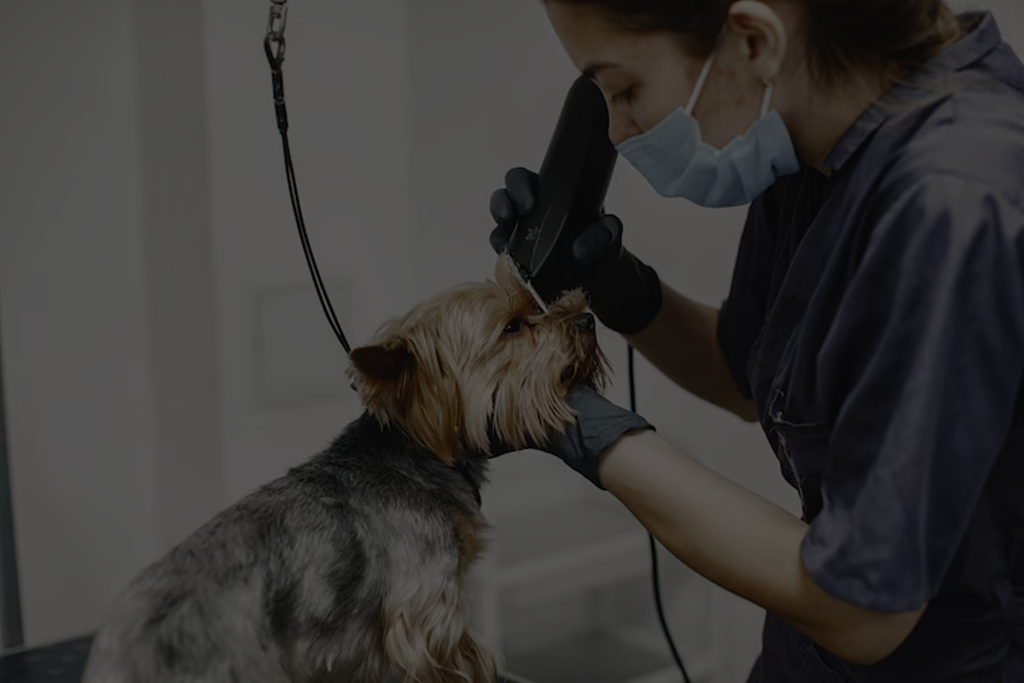 Pet Insurance West Palm Beach