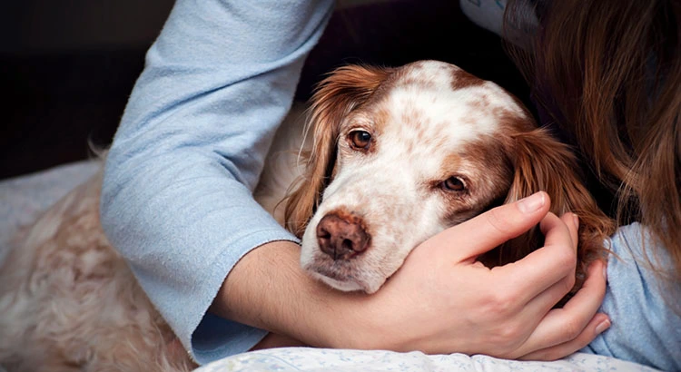 pet