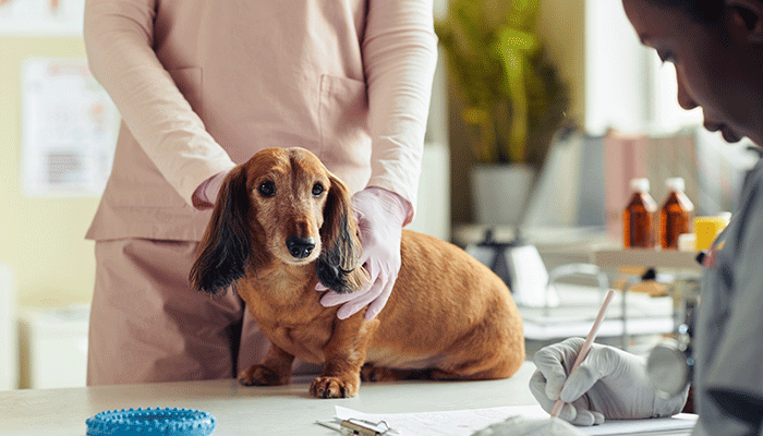 Pet Insurance