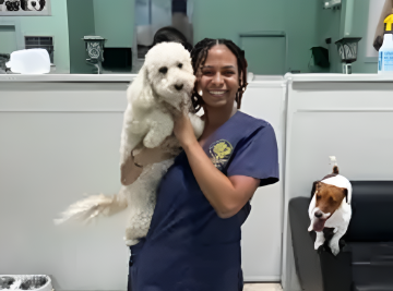 Dog Boarding West Palm Beach - All Dogs Rock