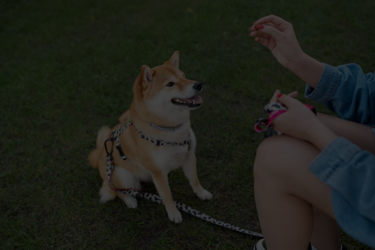 Best Dog Daycare Activities