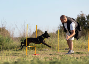 Dog Trainers