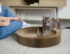 Cat Grooming