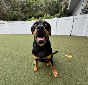 Dog Daycare