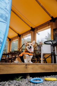 Pet boarding