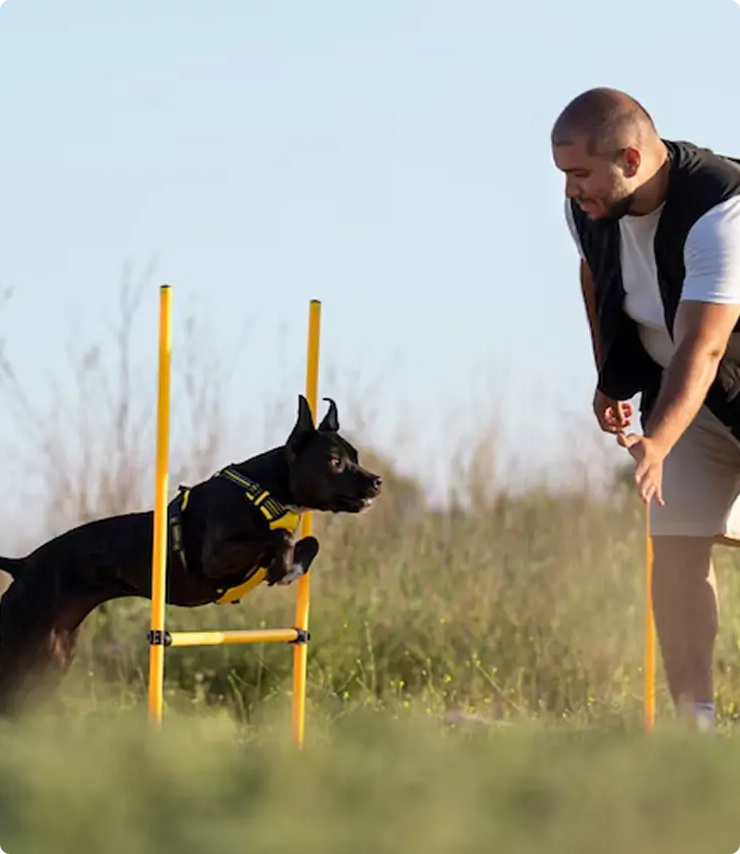 Dog Training