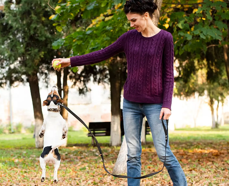 Best Dog Trainers in Lantana