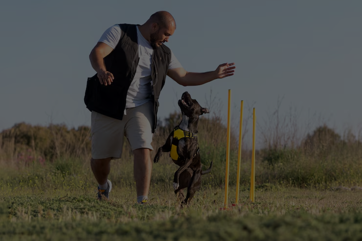 Canine Dog Training in West Palm Beach