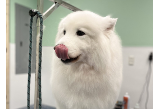 Dog Grooming Sensitive Skin