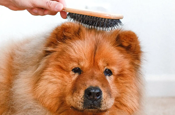 Pet Grooming West Palm Beach