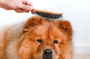 Dog Grooming