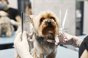 Pet Grooming West Palm Beach
