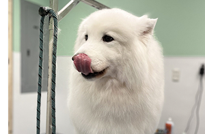 doggy daycare