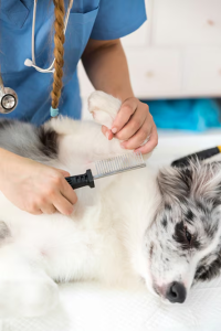 Puppy Grooming Lantana