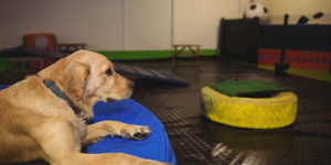 Dog hotel