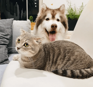 Pet Grooming
