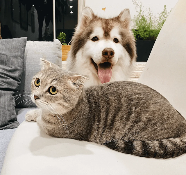 Pet Grooming