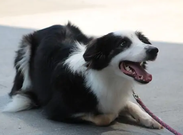 Dog Training West Palm Beach