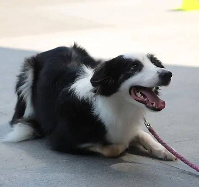 Dog Training West Palm Beach