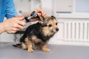 Puppy Grooming