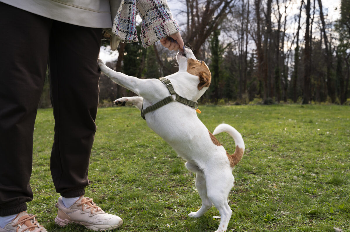 Leash Training Lantana