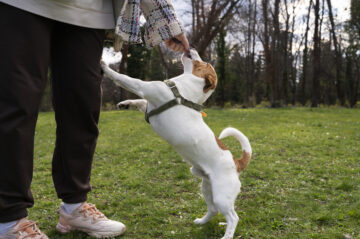 Leash Training Lantana