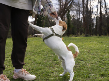 Leash Training Lantana
