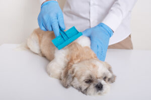 Dog Grooming Sensitive Skin