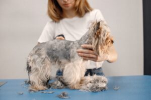 Dog Grooming Sensitive Skin