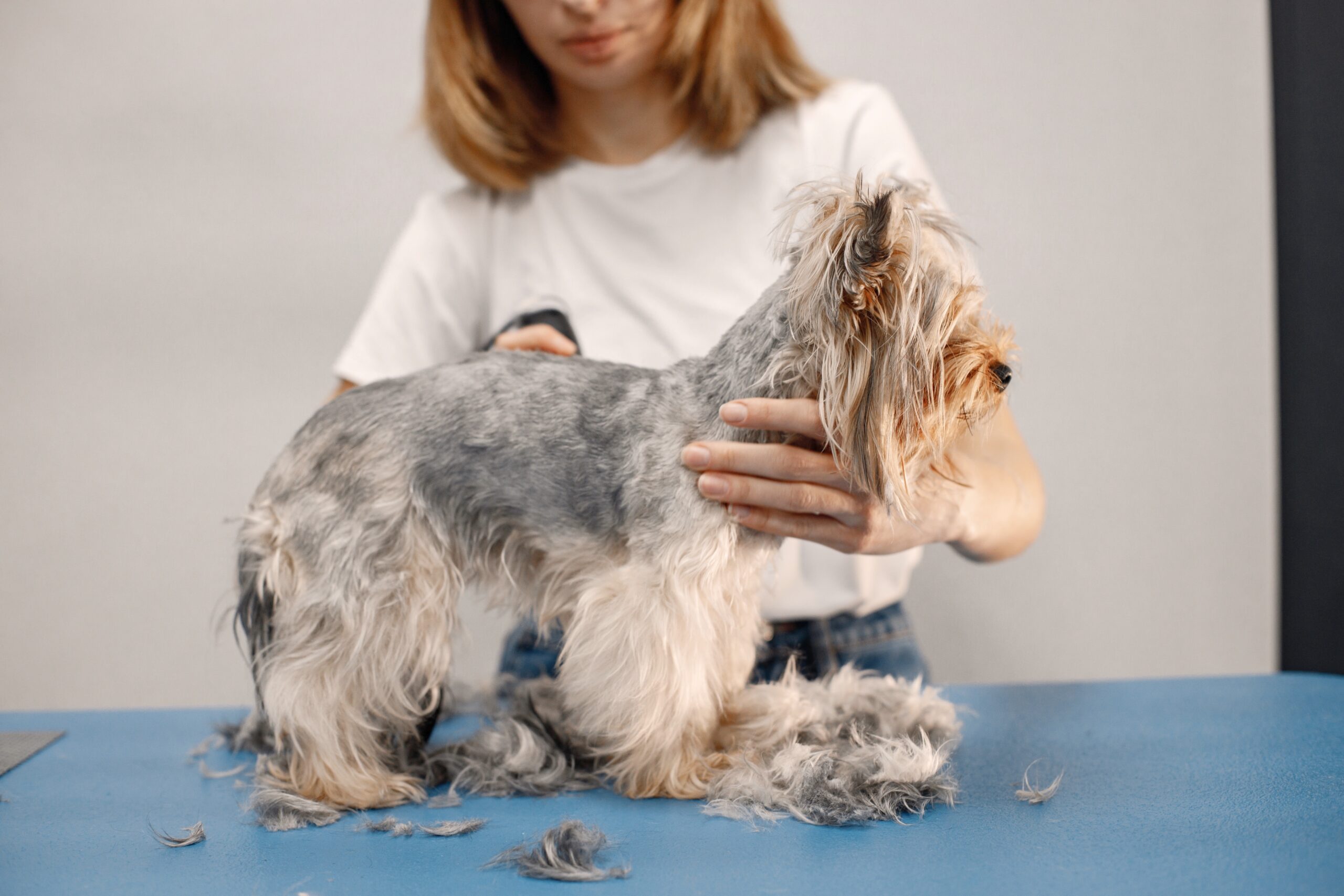 Dog Grooming Sensitive Skin