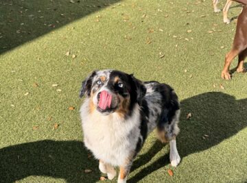 Best Dog Training Boynton Beach