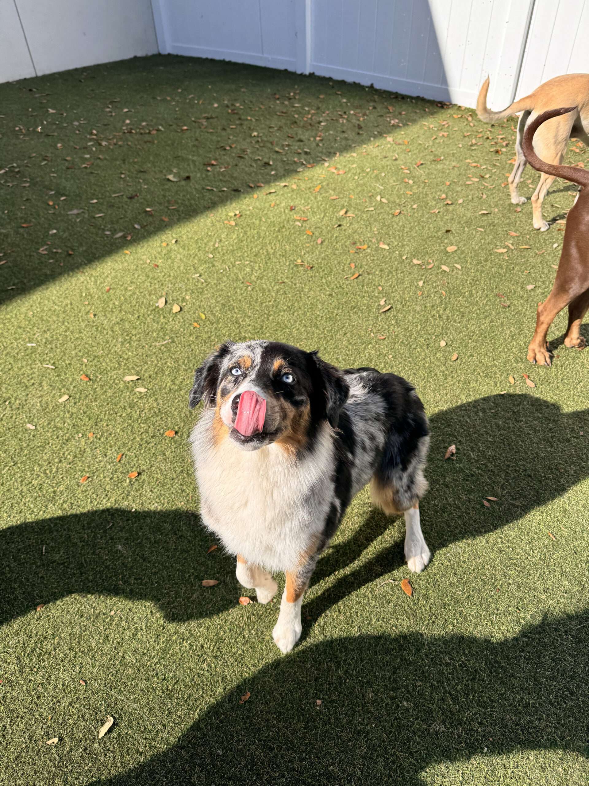 Best Dog Training Boynton Beach