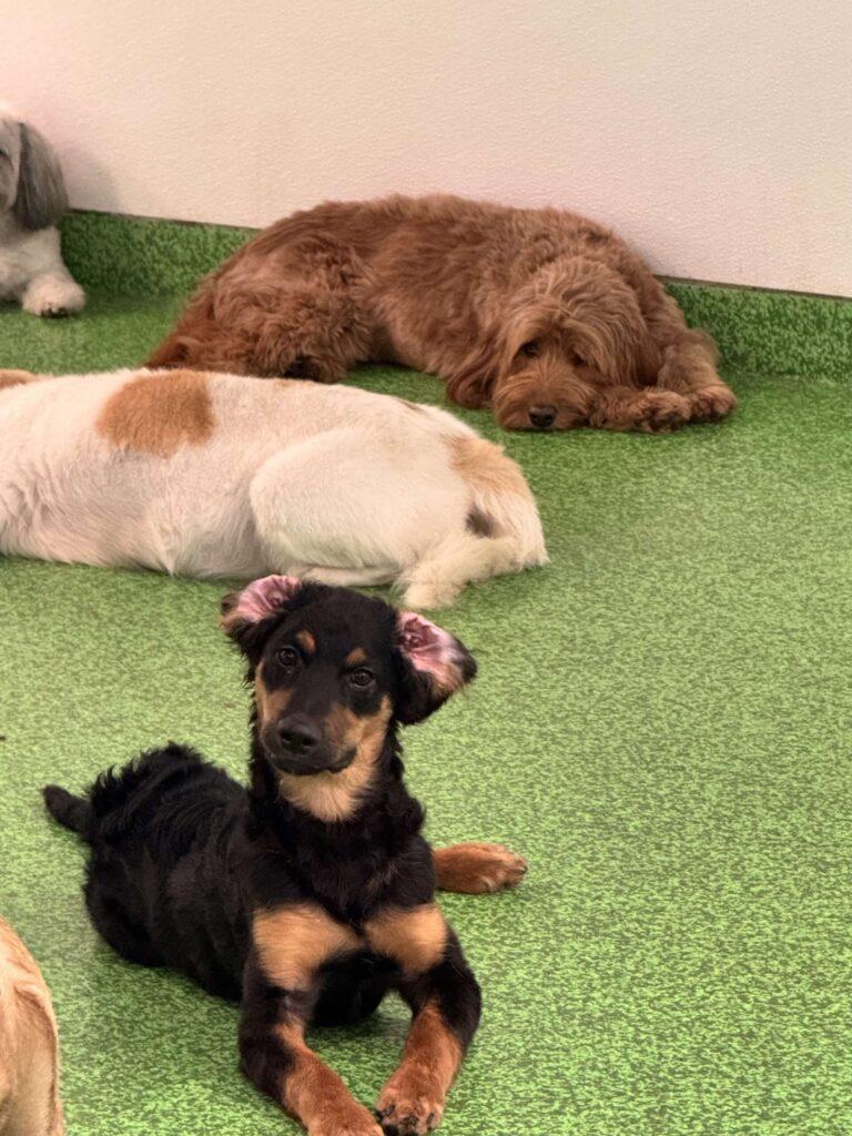 Dog for Boarding