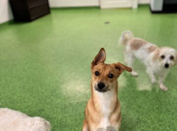Dog for Boarding